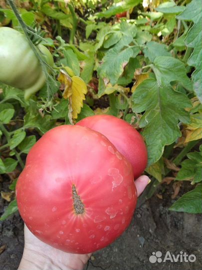 Семена рассада помидор советских розовых