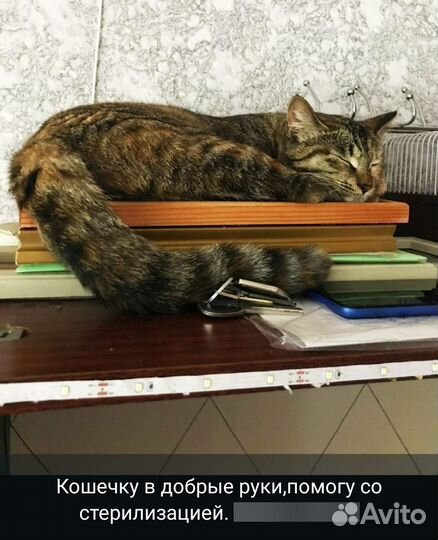 Отдам кошку в добрые руки