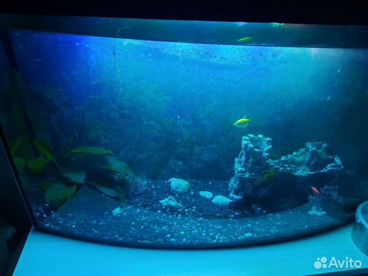 Аквариум 55 л. Анциструсы,телескопы, золотая раба