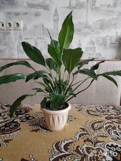 Спатифиллум