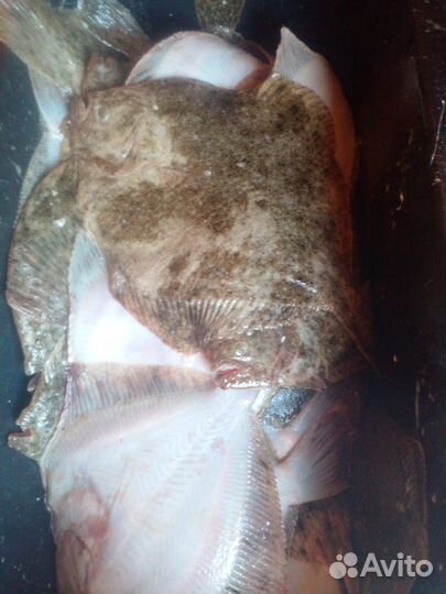 Рыба камбала Азовская