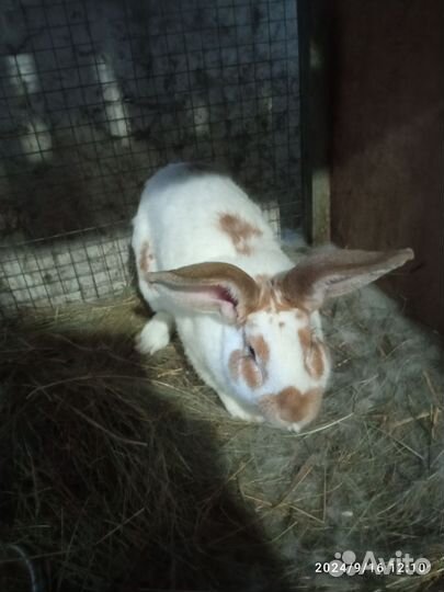 Кролики мясных пород