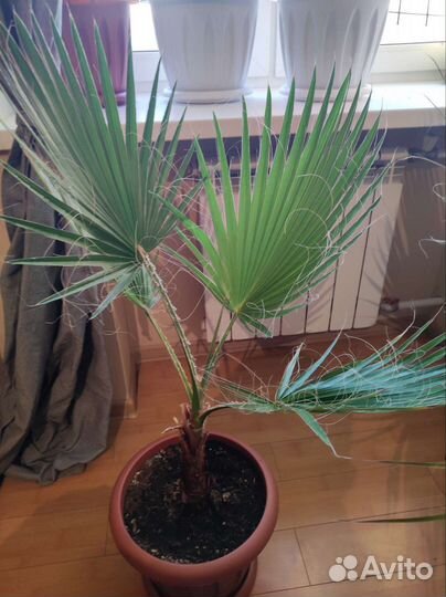 Пальмы веерные Вашингтония и другие большие