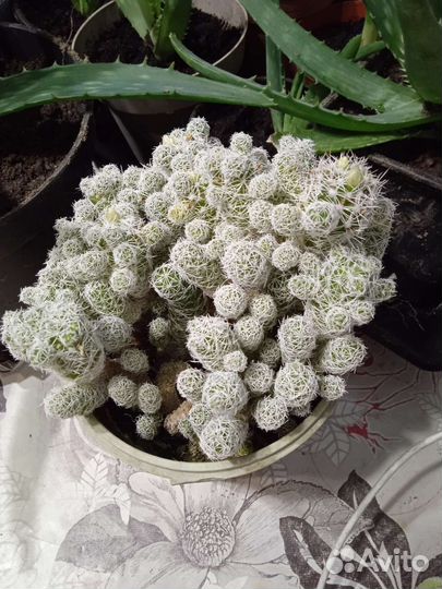 Кактус цветущий большой