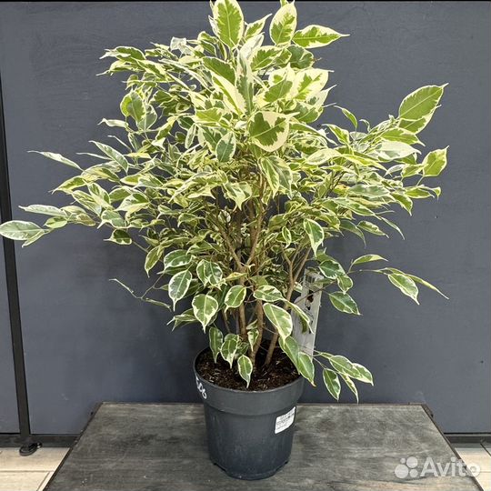 Фикус бенджамина