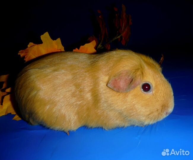 Морские свинки самочки