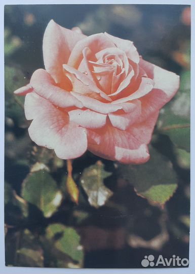 Открытки, конверты, СССР и Россия