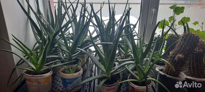 Алоэ вера три и четыре года