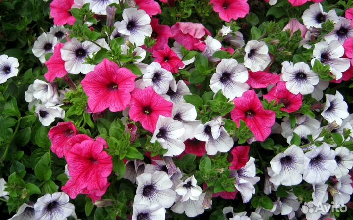 Семена садовых цветов