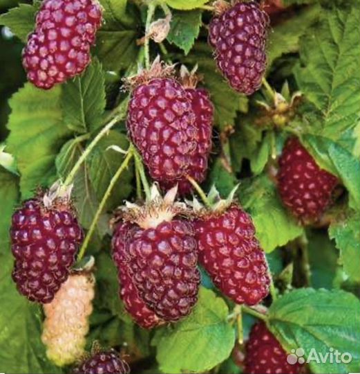 Ежемалина тайберри