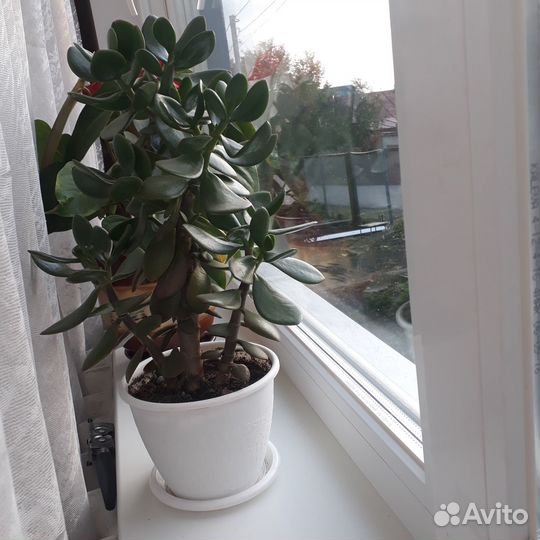 Крассула толстянка денежное дерево