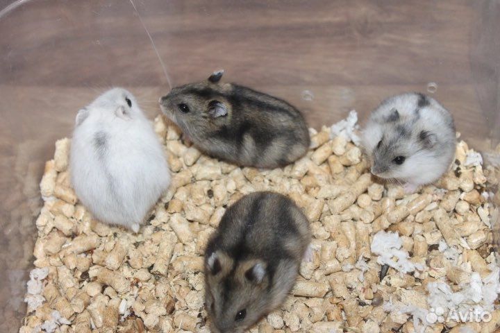 Джунгарские хомяки малыши