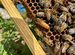 Пчеломатки, маточники Бакфаст