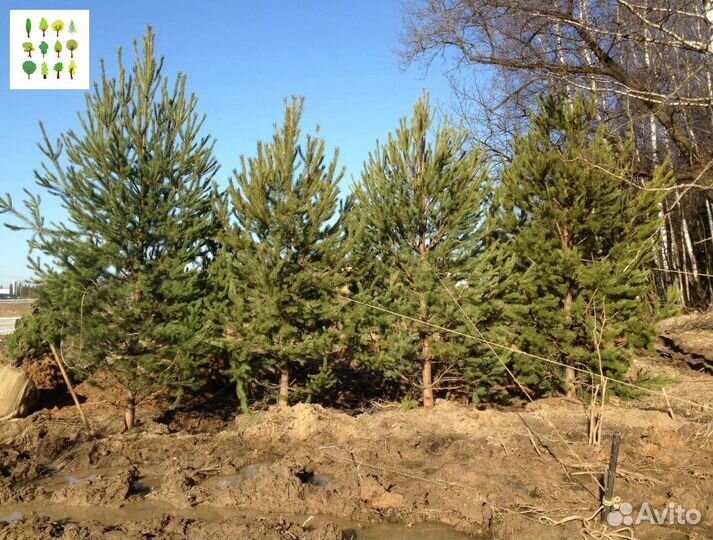 Саженцы сосна