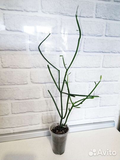 Редкие и экзотические растения 2