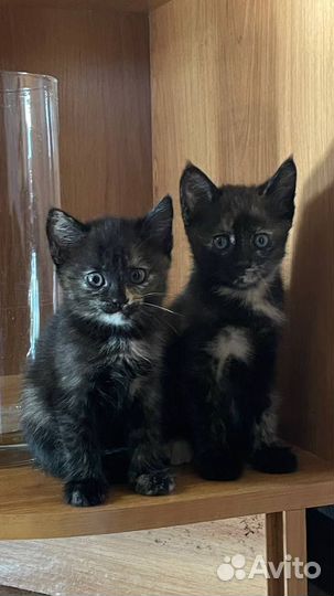 Котята бесплатно