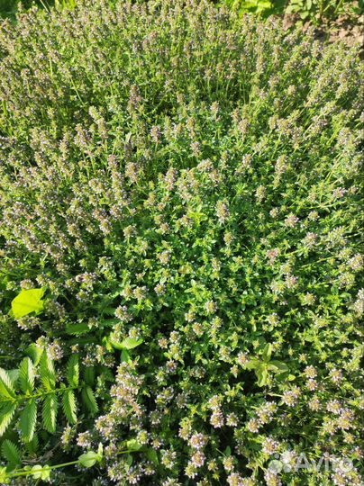 Саженцы тимьяна (чабреца)