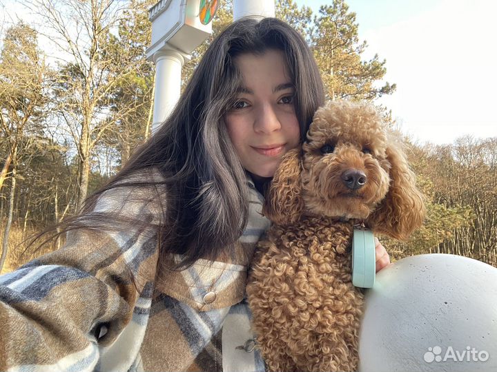 Вязка собак пудель