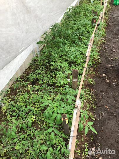 Помидоры разных сортов