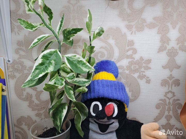 Педилантус