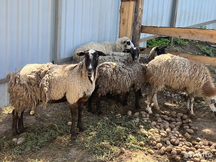 Овцы