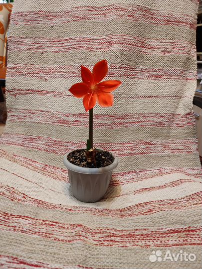 Гиппиаструм