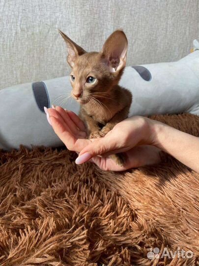 Ориентальный котик