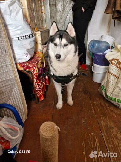 Сибирский хаски в добрые руки