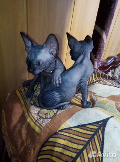 Канадский сфинкс