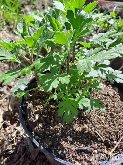 Хризантемы мультифлора