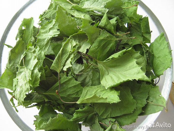 Лист берёзы