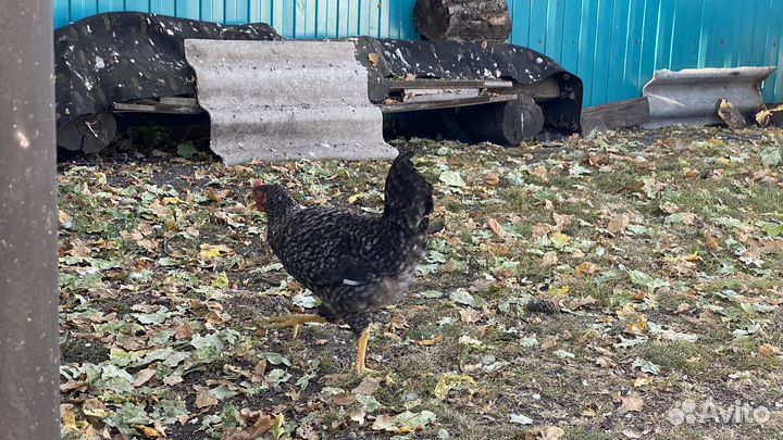 Молодые петухи