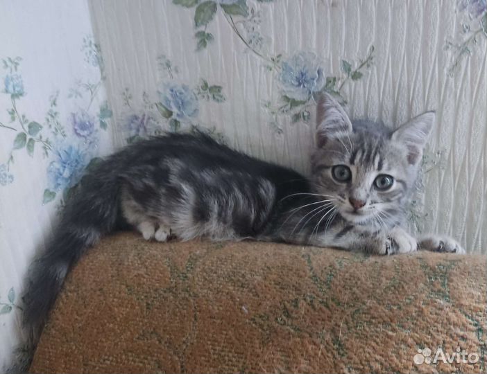 Маленький серый котик, в заботливую семью