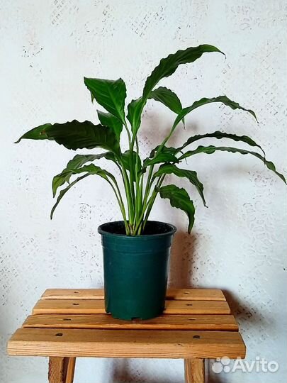 Спатифиллум