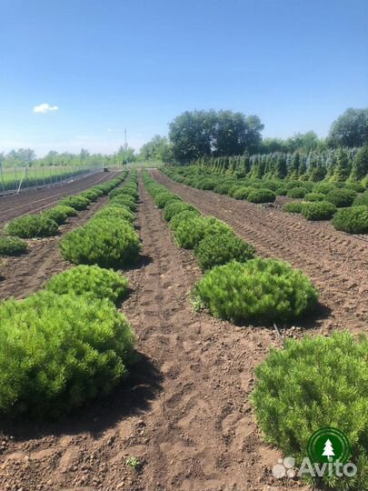 Сосна горная 1,76 м и др