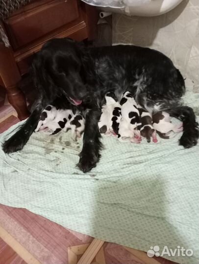 Русский спаниель