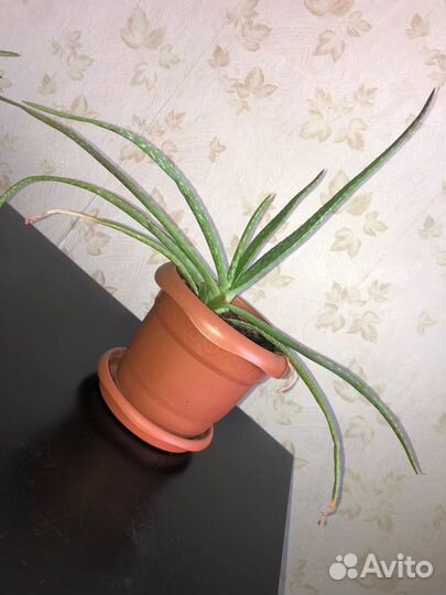 Алоэ Лечебный