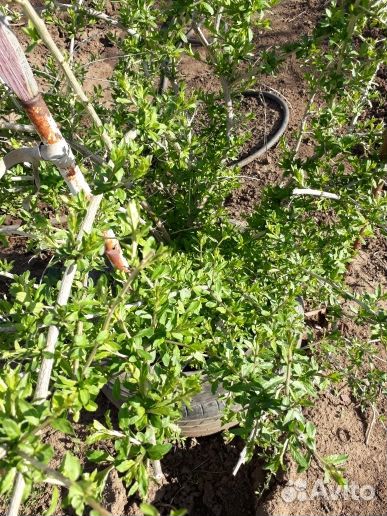 Саженцы годжи