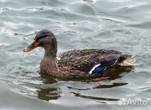 Подсадные утки