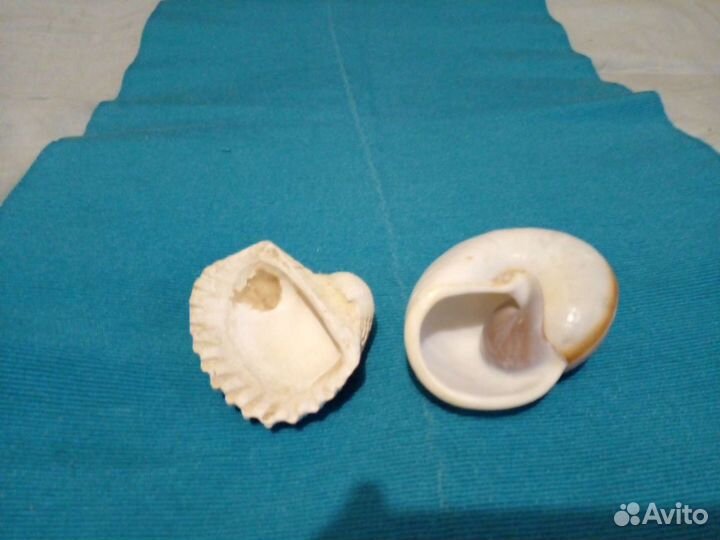 Ракушки с о. Куба, икебана пальмы, веер