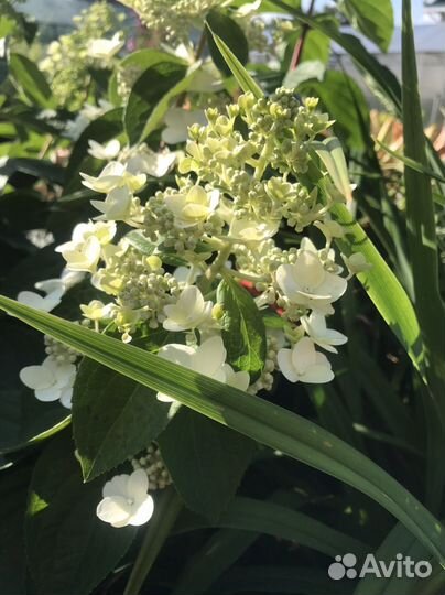 Гортензия мегаминди 1-летка