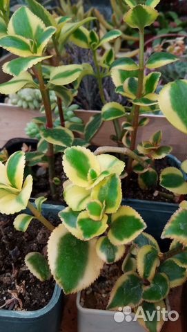 Крассула сортовая, суккуленты