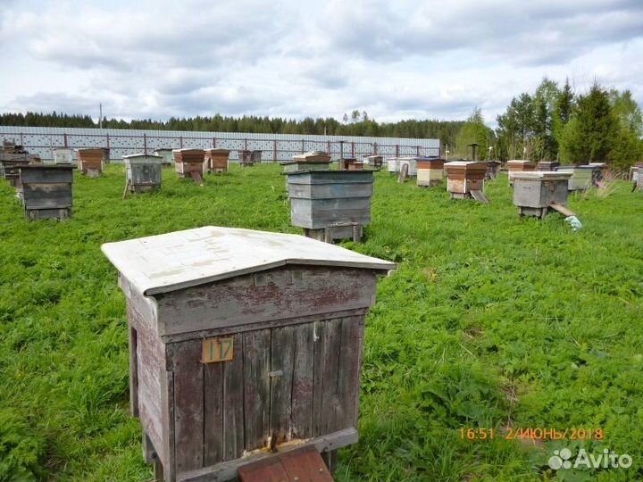 Пчелосемьи, пчелопакеты