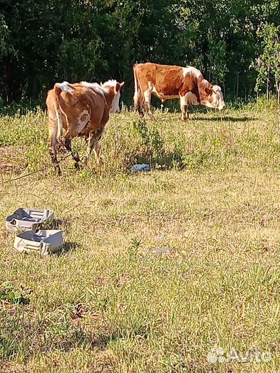 Бык и телка