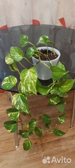 Эпипремнум золотистый