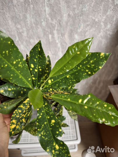 Кодиеум кротон