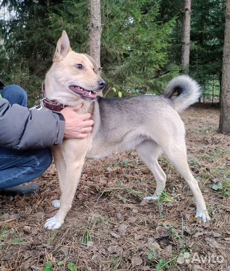 Собака в добрые руки