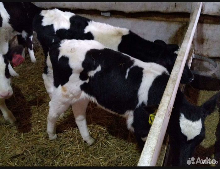 Телята бычки