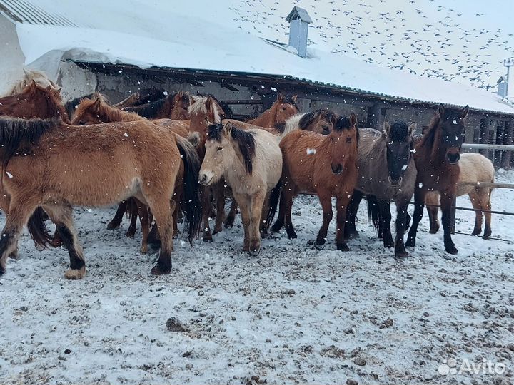 Жеребцы и кобылы башкирской породы