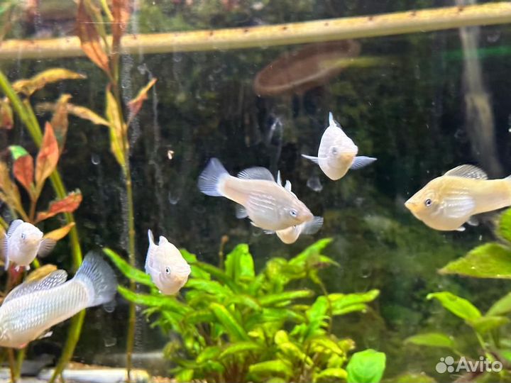 Велифера снежинка